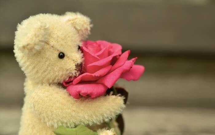 Surviving Valentine’s Day When You’re Alone teddy bear pink rose