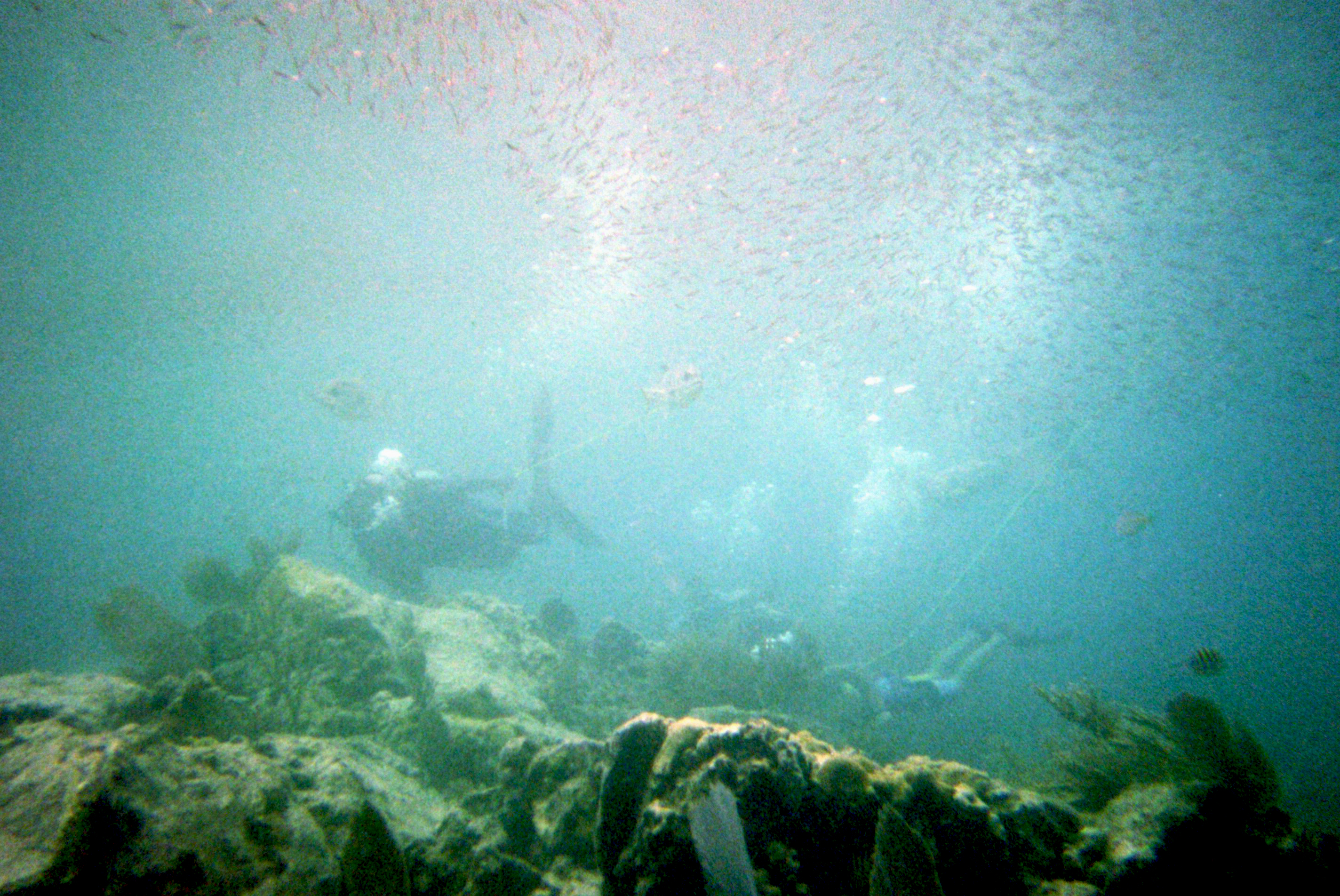 what you can see during sea trekking