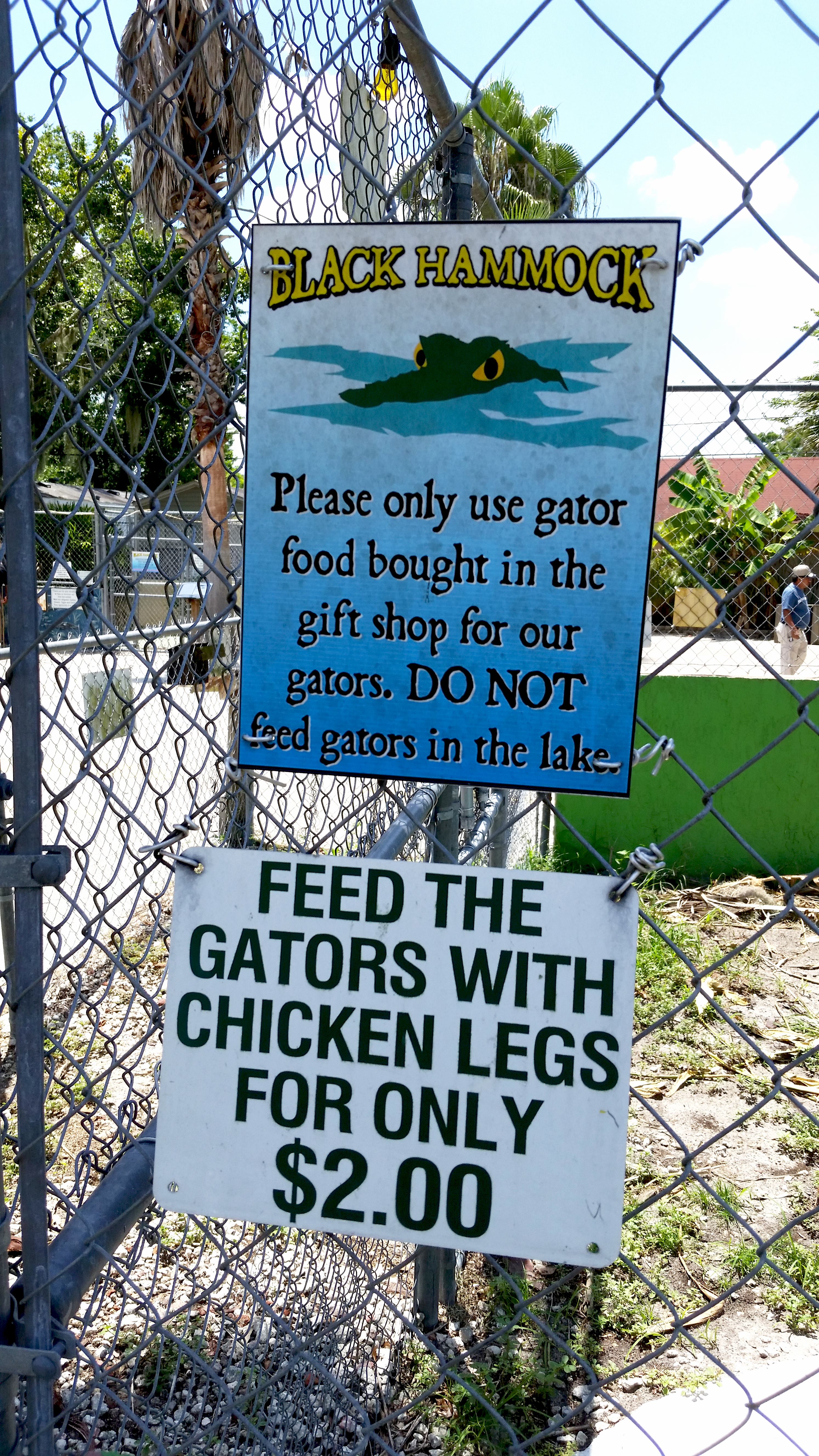 Alligator Adventure in Florida