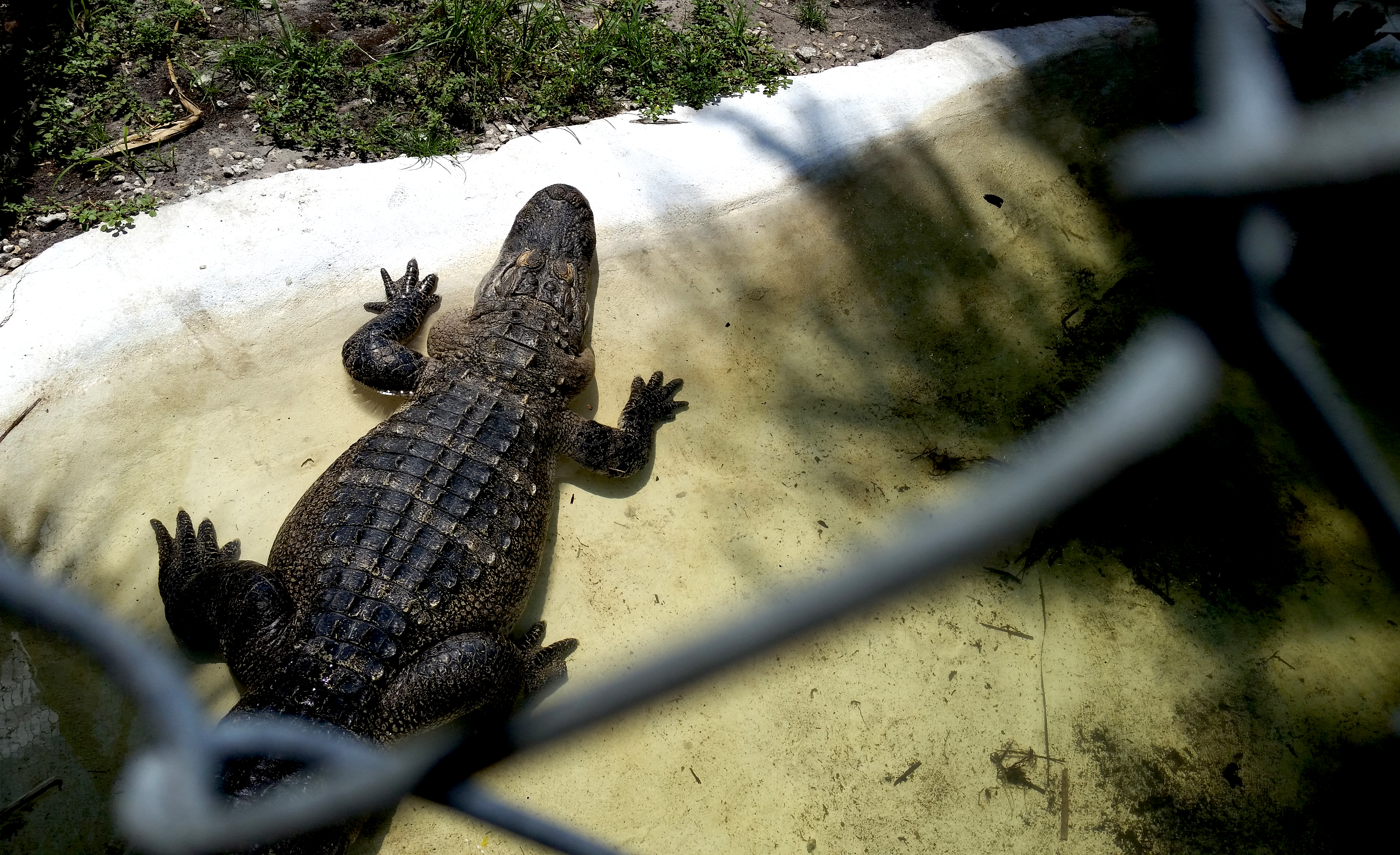 Alligator Adventure in Florida