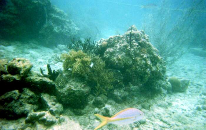 Sea Life Photos to Inspire You to Visit St. Thomas in the Caribbean Sea World