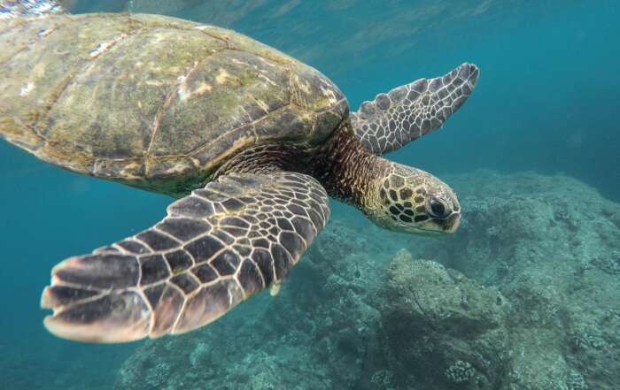 5 Incredible Things To Do On The Beautiful Island Of Grand Cayman word-image-39109-1
