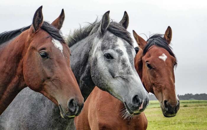 Animal Sanctuaries That Will Capture Your Heart word-image-39314-1