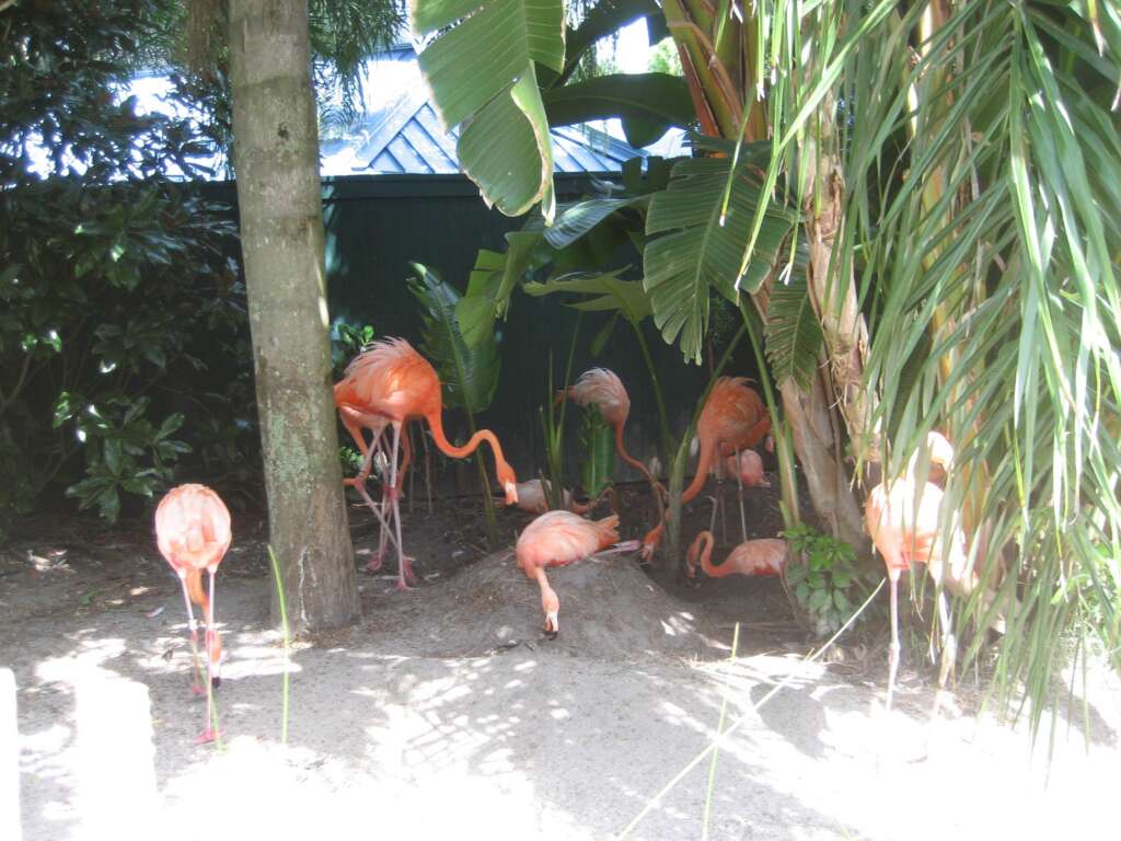 florida flamingos sea world