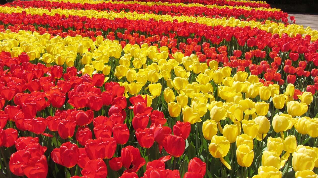 A field of tulips Description automatically generated