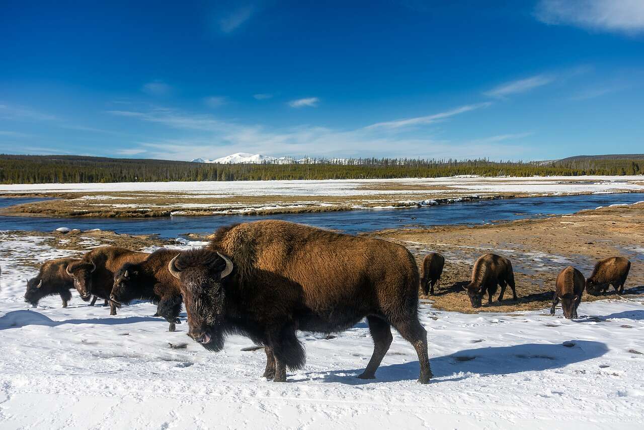 A group of bison in a snowy field Description automatically generated with low confidence