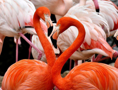 Best Places to See Flamingos in Florida