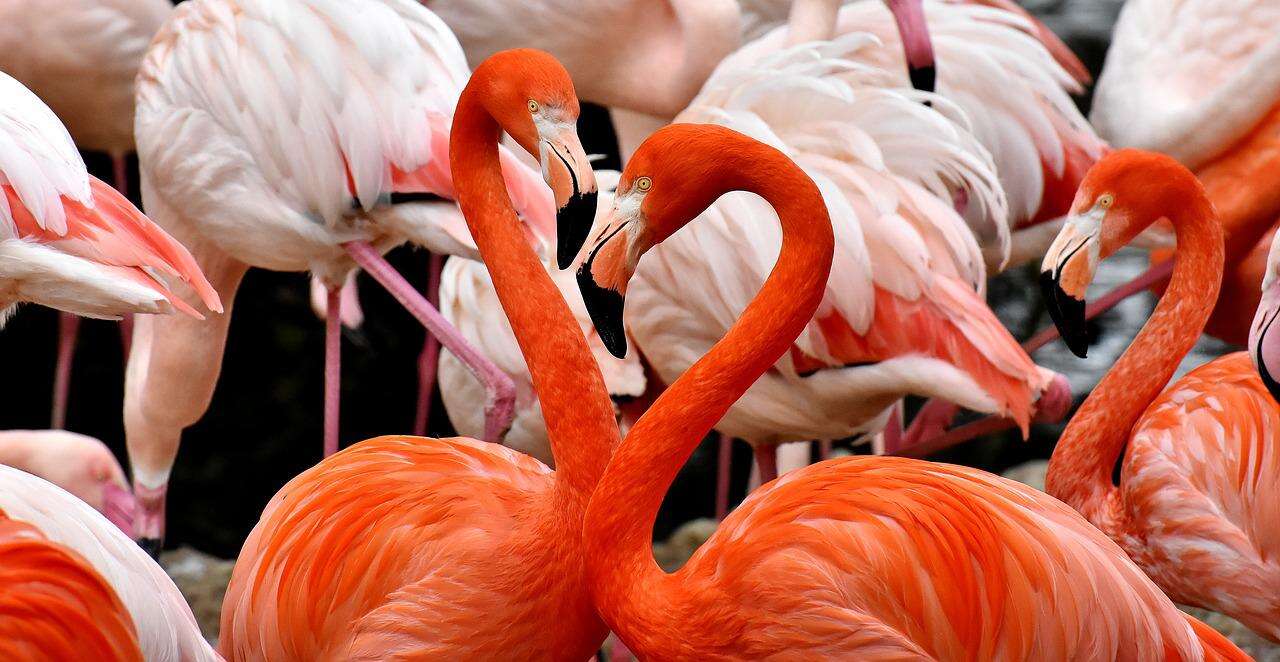 A group of pink flamingos Description automatically generated