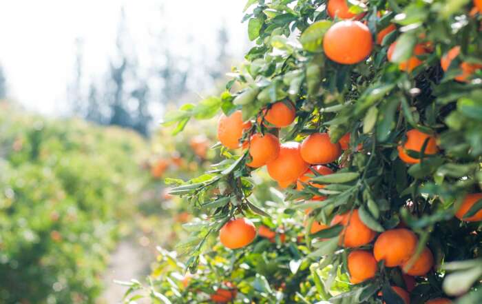 Juicy U-Pick Fruit Farms in Florida orange farm florida