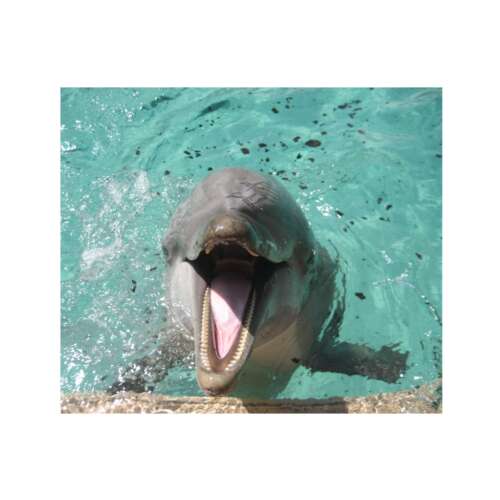 desktop wallpaper dolphin smile