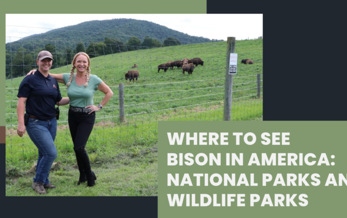 Where to see buffalo and bison