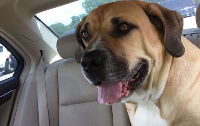 A dog sticking its head out of a car window Description automatically generated with medium confidence