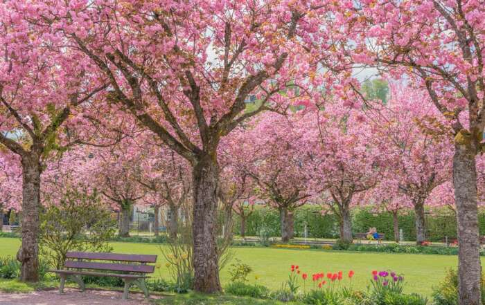 cherry-blossomtree