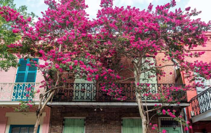 How to Spend a Lovely Weekend in New Orleans word-image-42429-1