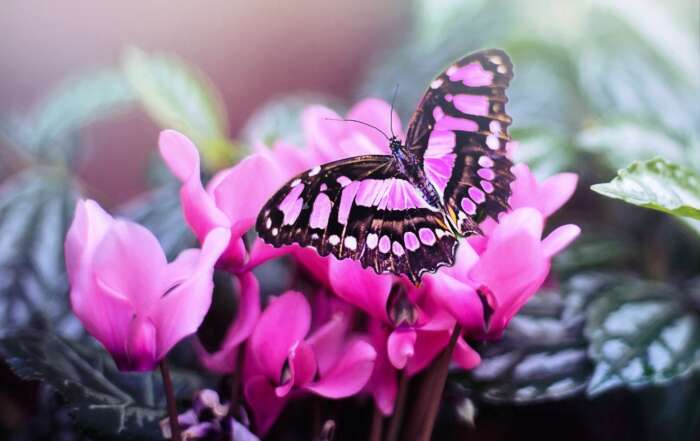 butterfly garden