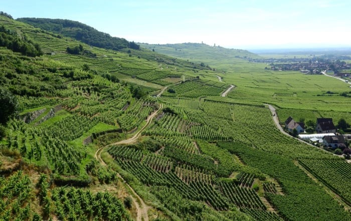 8 Most Popular Wine Vineyards in France france wine vineyard green