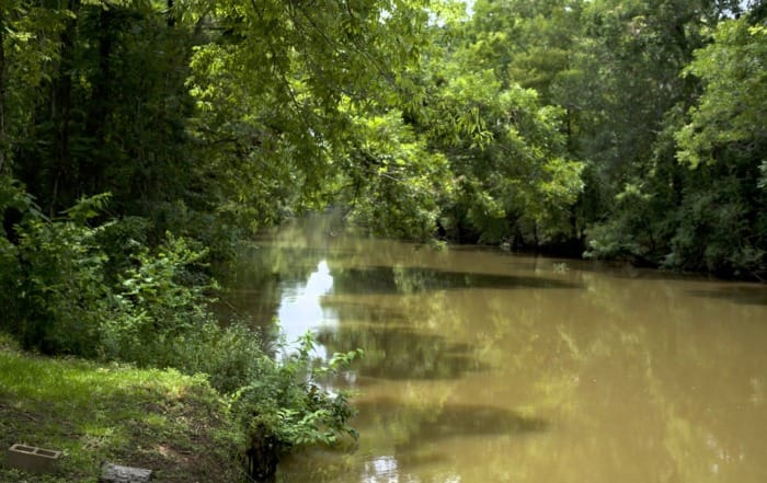 Bayou Wonders: 10 Fascinating Facts About Louisiana's Enigmatic Waterways louisiana bayous