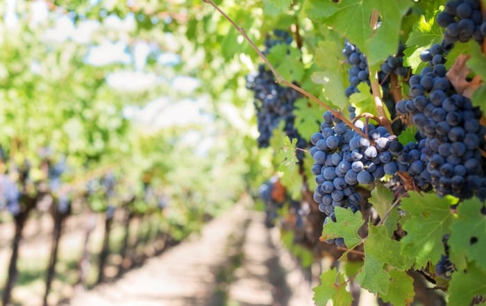 Most Popular Vineyards in the United States grapes-553462_1920