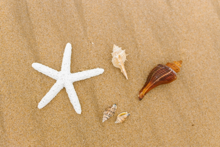Best Florida Beaches for Seashells, Shark Teeth and Beachcombing pexels-rdne-8456274