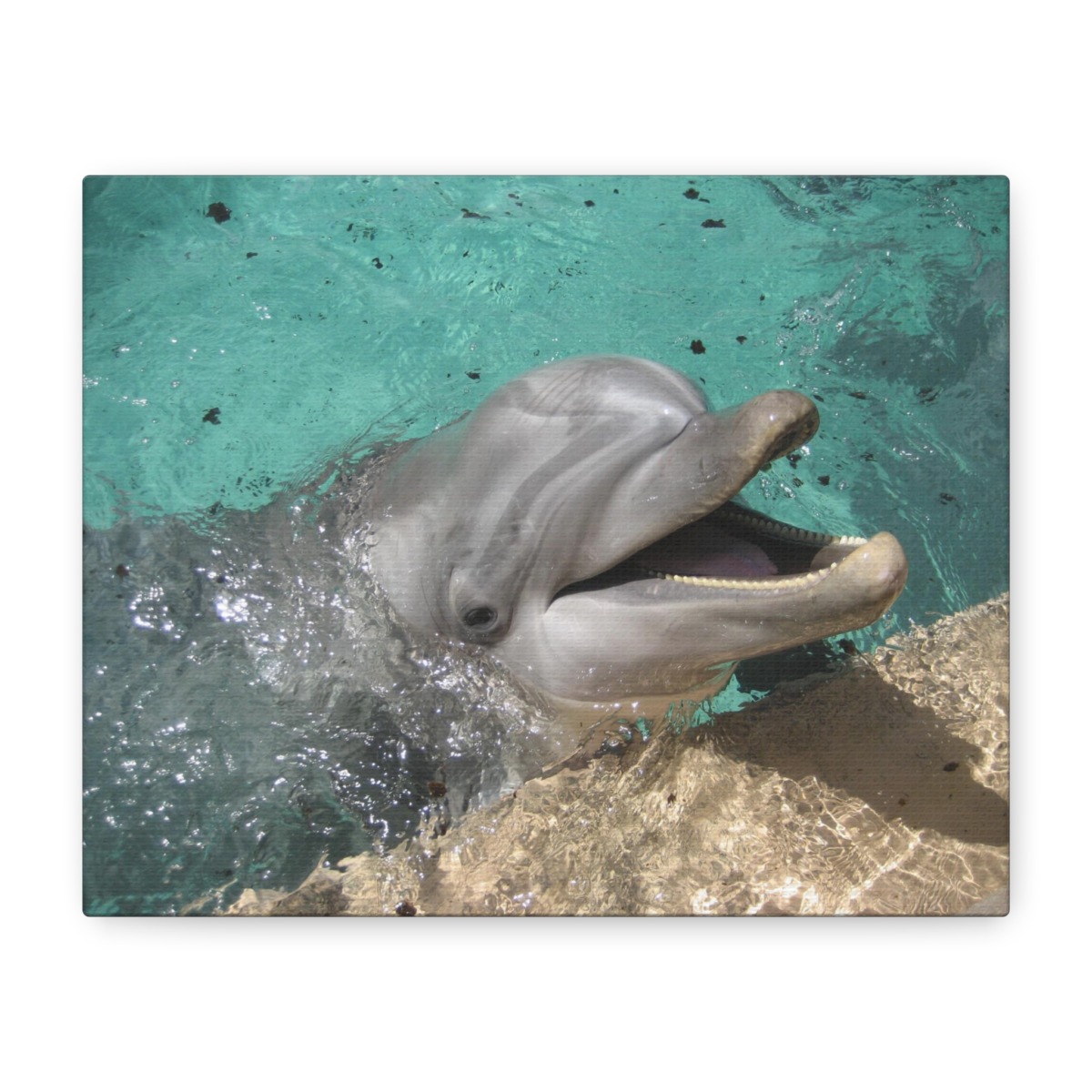 "Smiling Dolphin" Original Photography Canvas Print by Michelle Valentine - Image 2