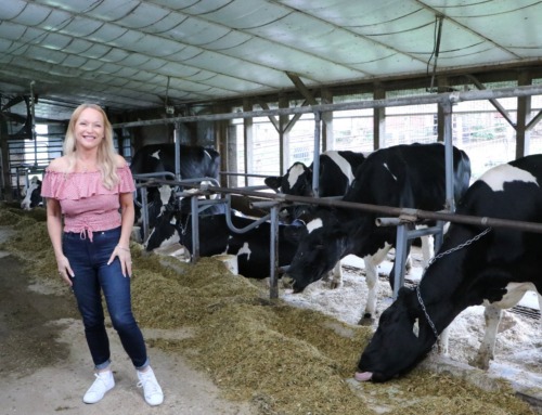 Milking a Cow at Amish Farm in Howard, Pennsylvania