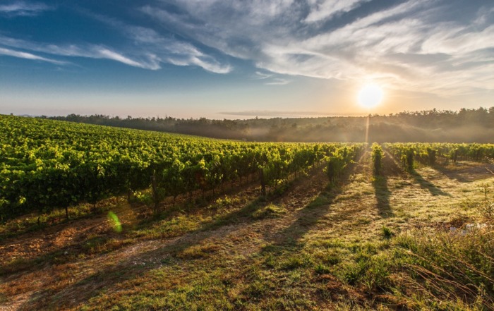 From Vine to Screen: How Love Eat Travel Showcases America’s Wine Country vineyard sun