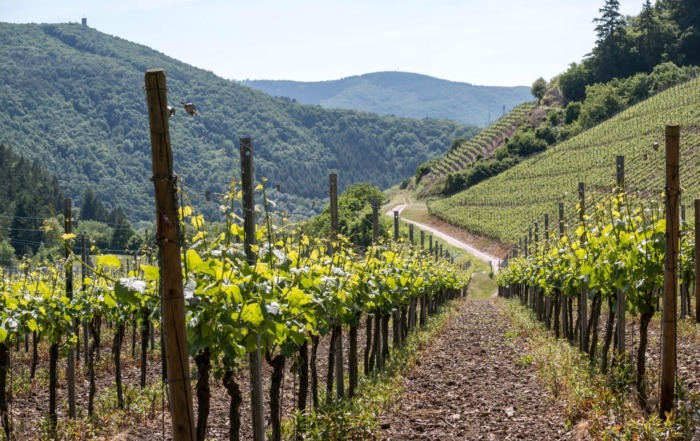wine trails