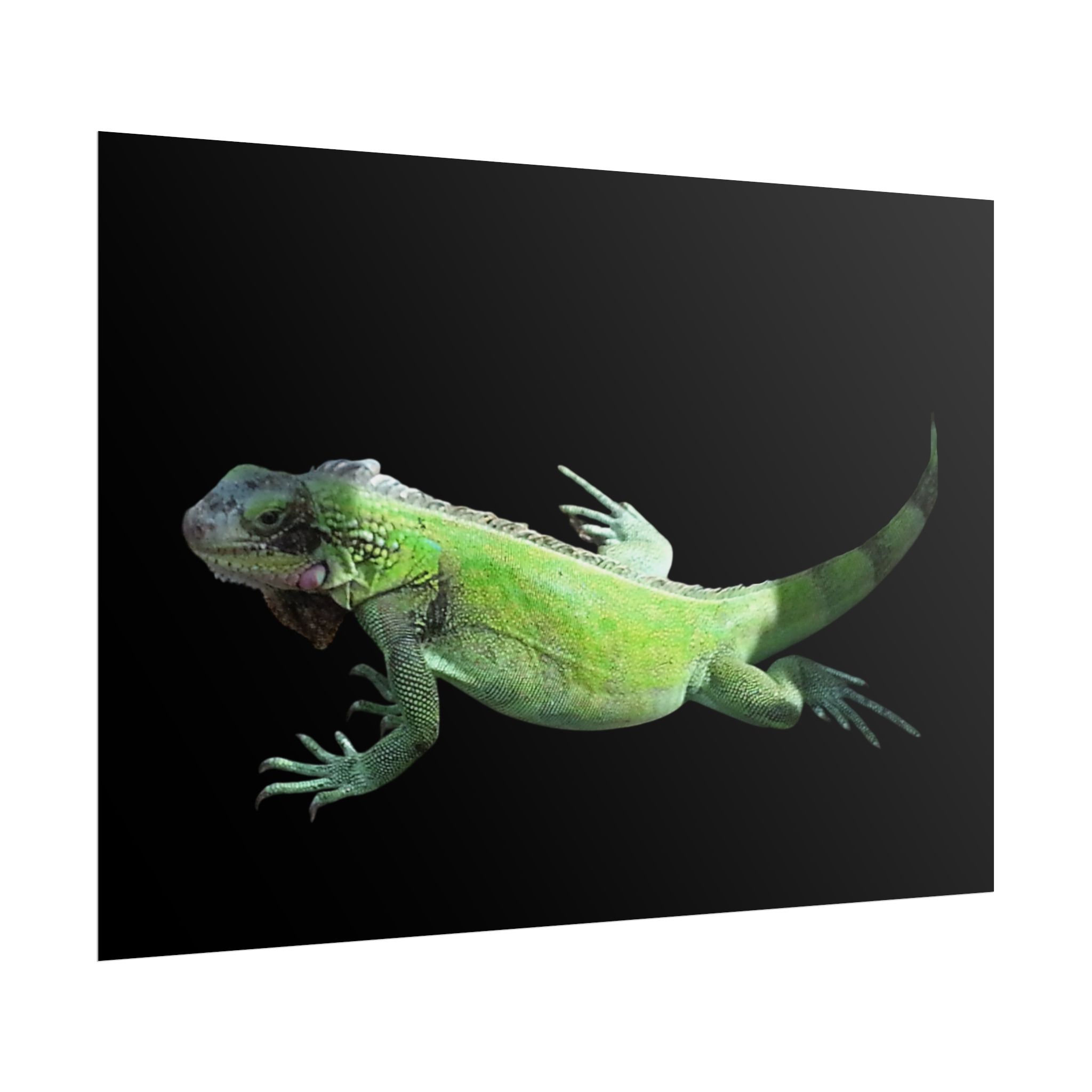 Poster "Iguana Go Too" - Image 2