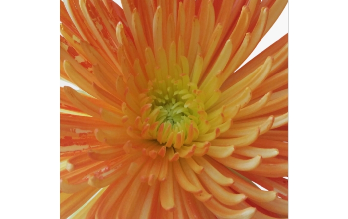 Poster "Orange Bloom" 15130111122427688638_2048.jpeg
