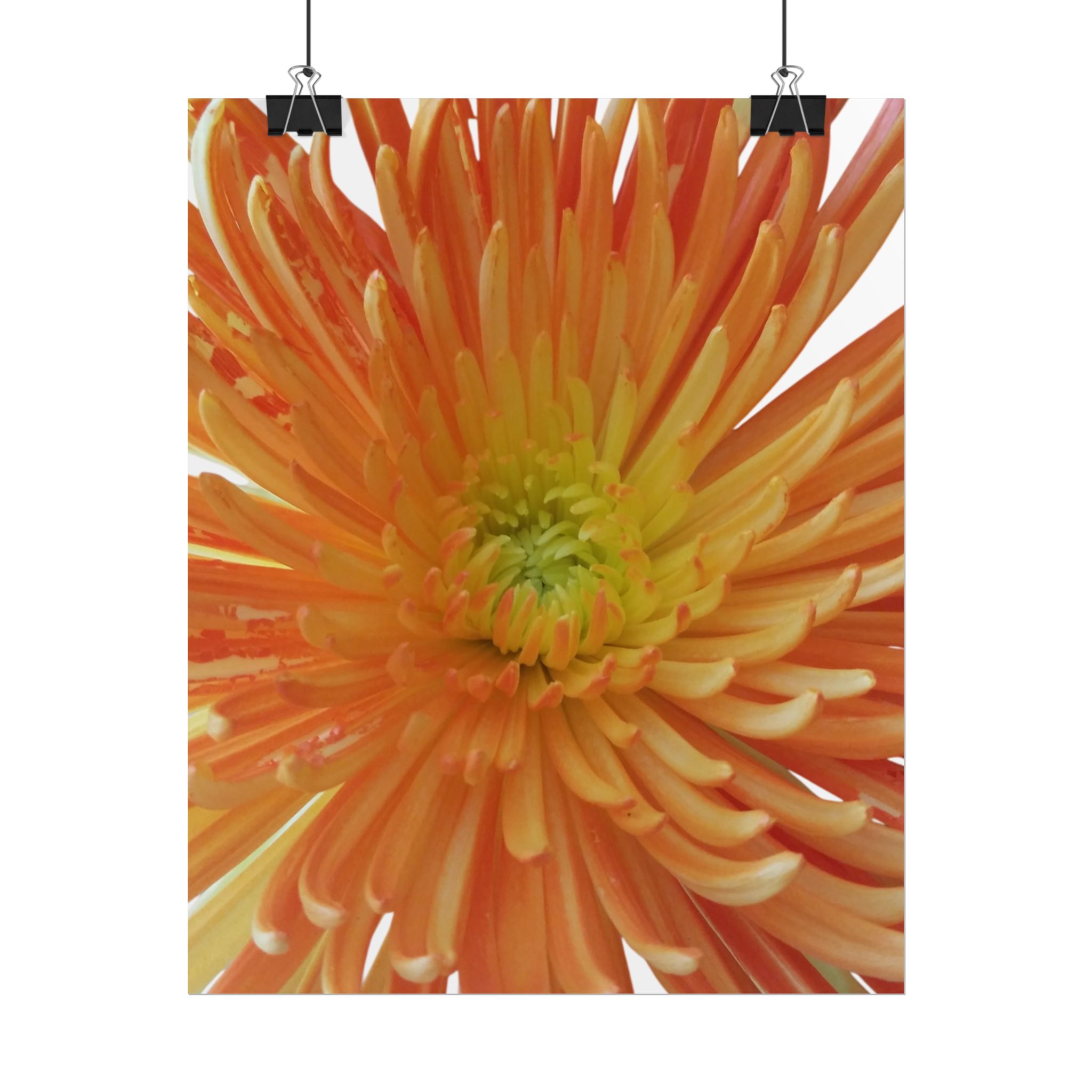 Poster "Orange Bloom"