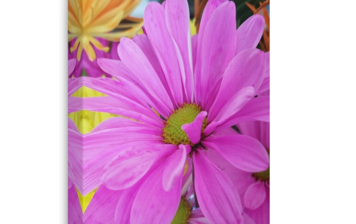 Canvas Print "Plenty of Petals" 1900801107182458729_2048.jpeg