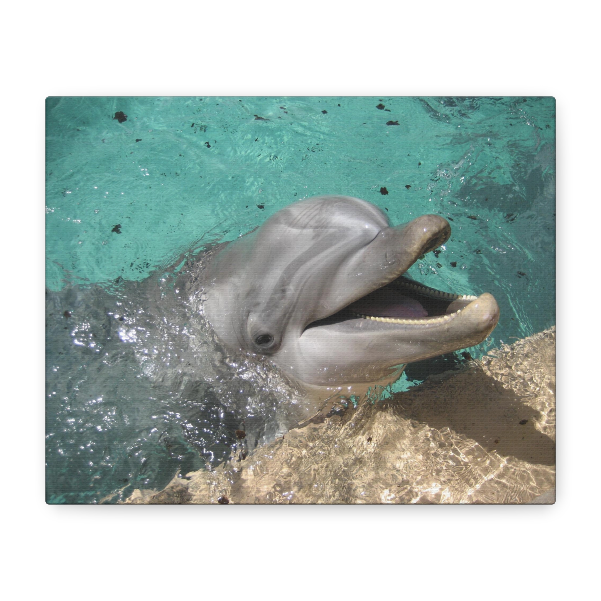 Canvas Print "Smiling Dolphin" - Image 2
