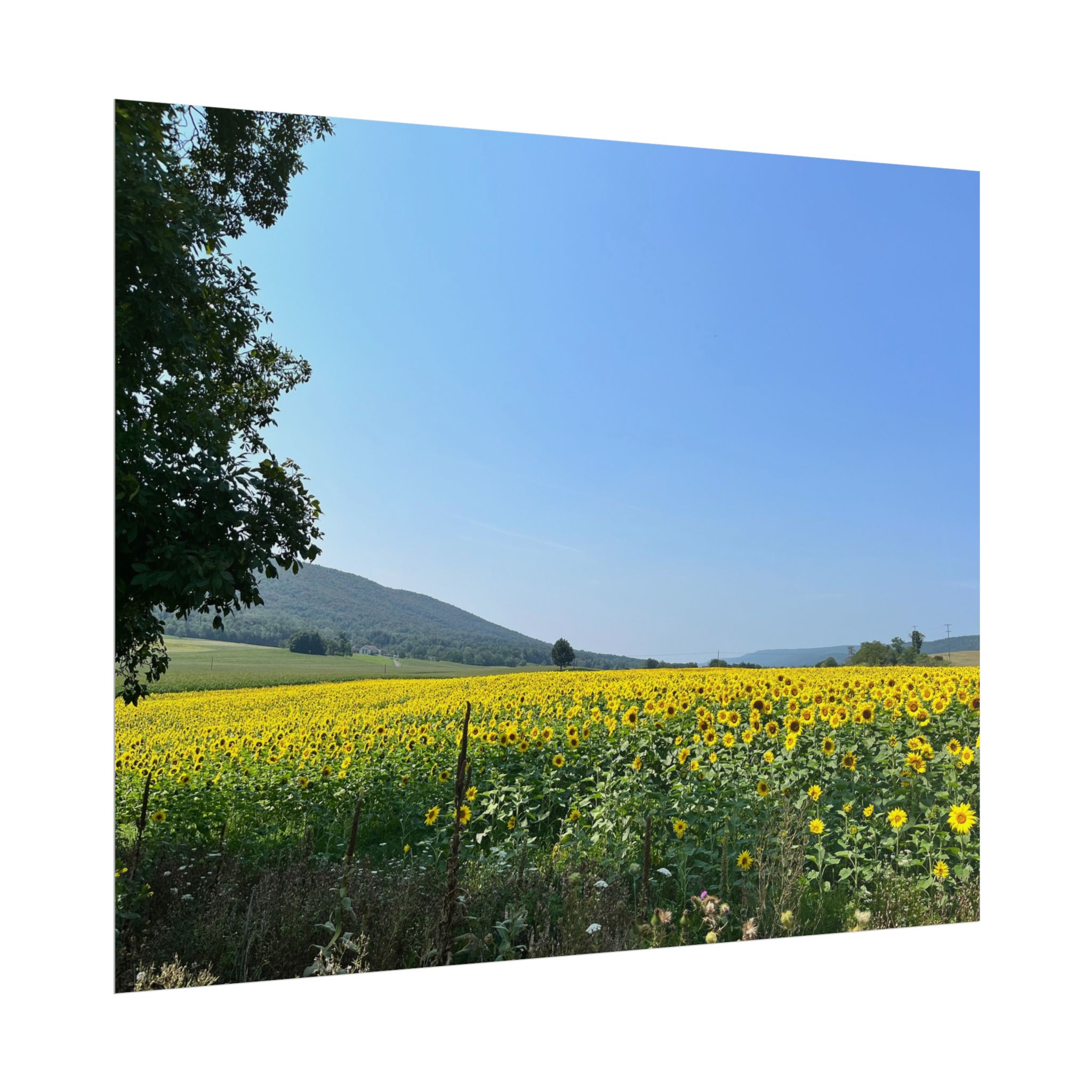 Poster "Yellow Flower Field" - Image 2