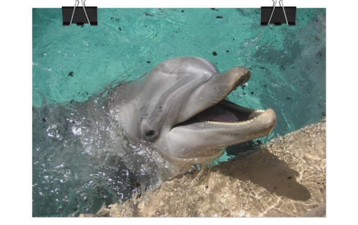 Poster "Smiling Dolphin" 3585213018856017490_2048-3.jpeg