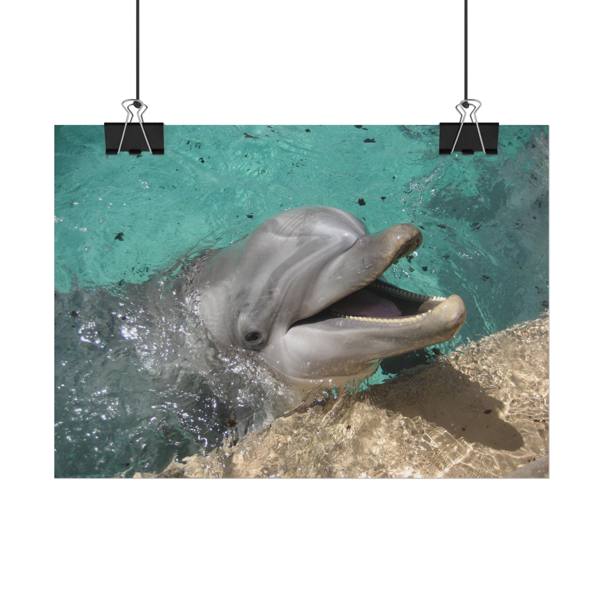 Poster "Smiling Dolphin"