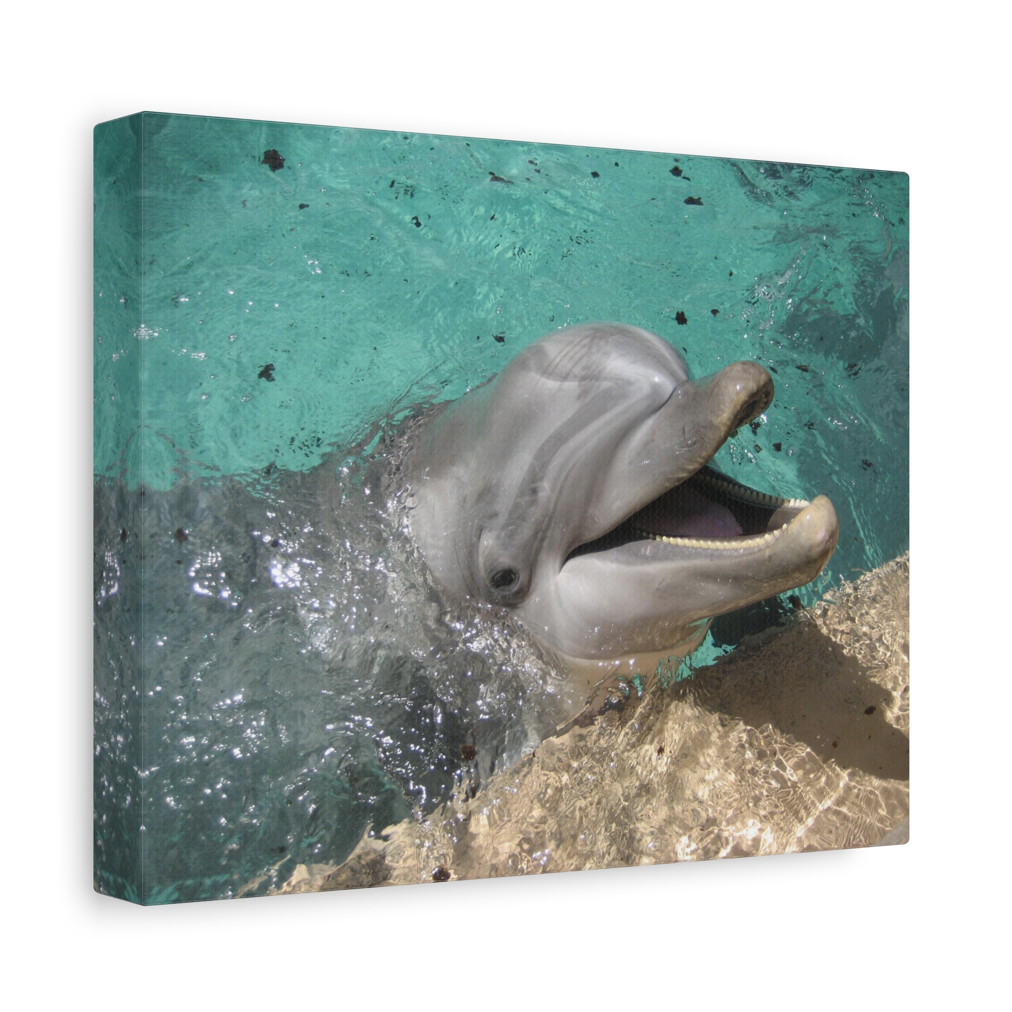 Canvas Print "Smiling Dolphin"