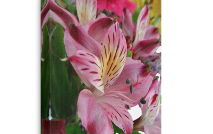 Canvas Print "Pink Whisper" 3690558143183139415_2048.jpeg