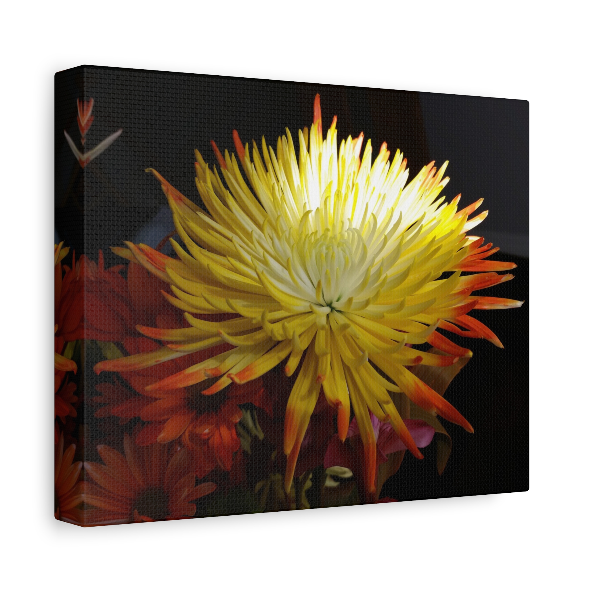 Canvas Print "Evening Bloom"