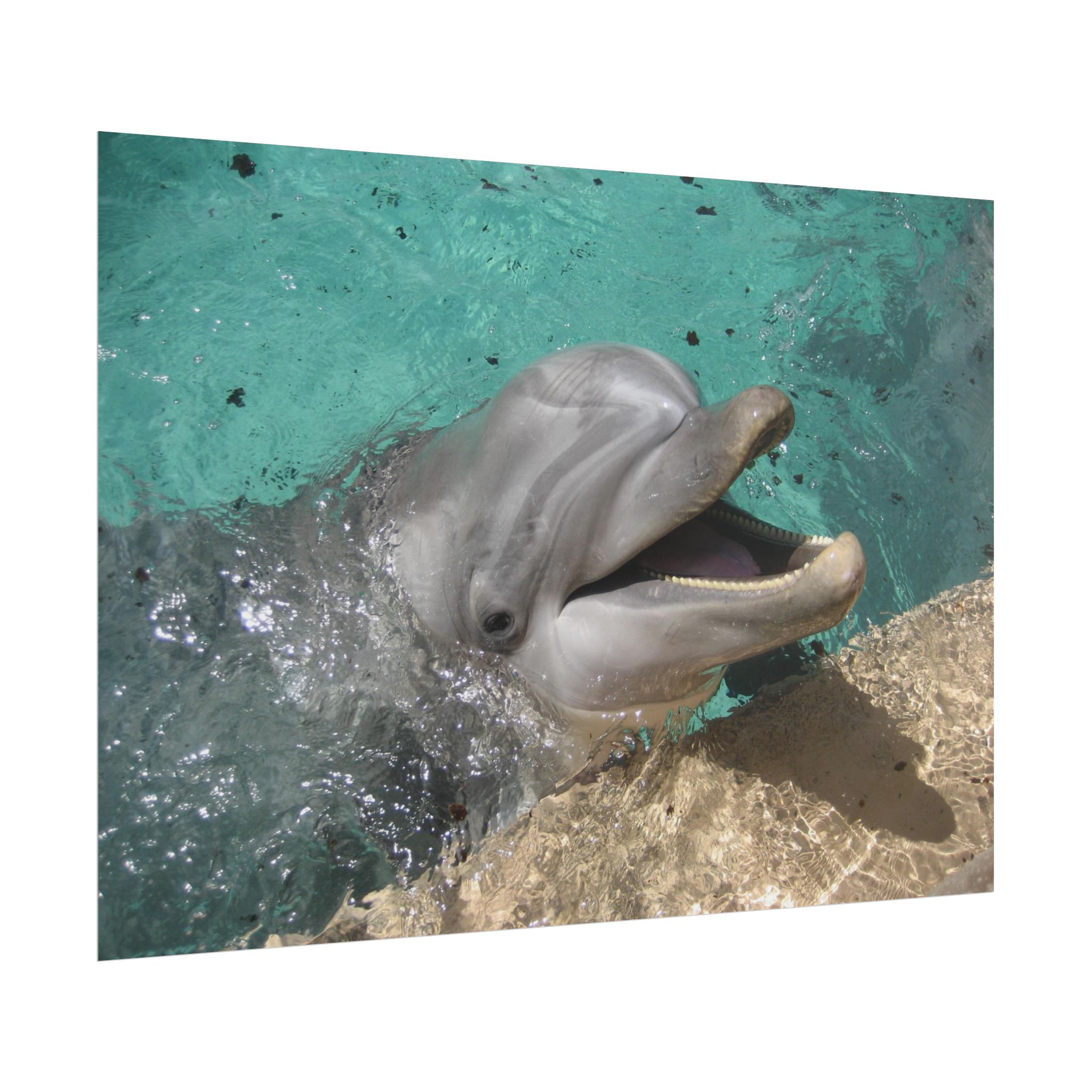 Poster "Smiling Dolphin" - Image 2