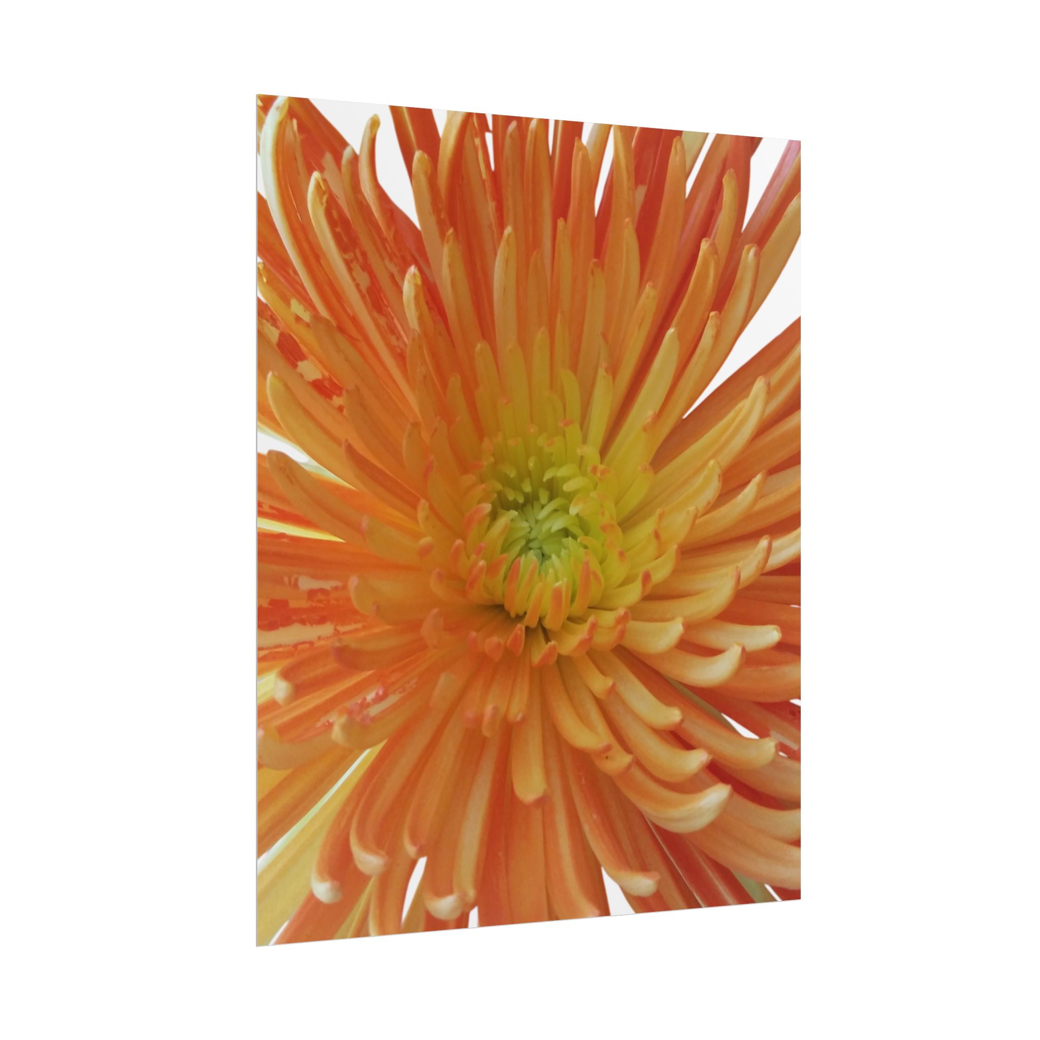 Poster "Orange Bloom" - Image 2