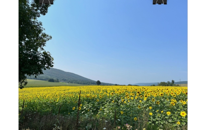 Poster "Yellow Flower Field" 956673015011102935_2048-1.jpeg