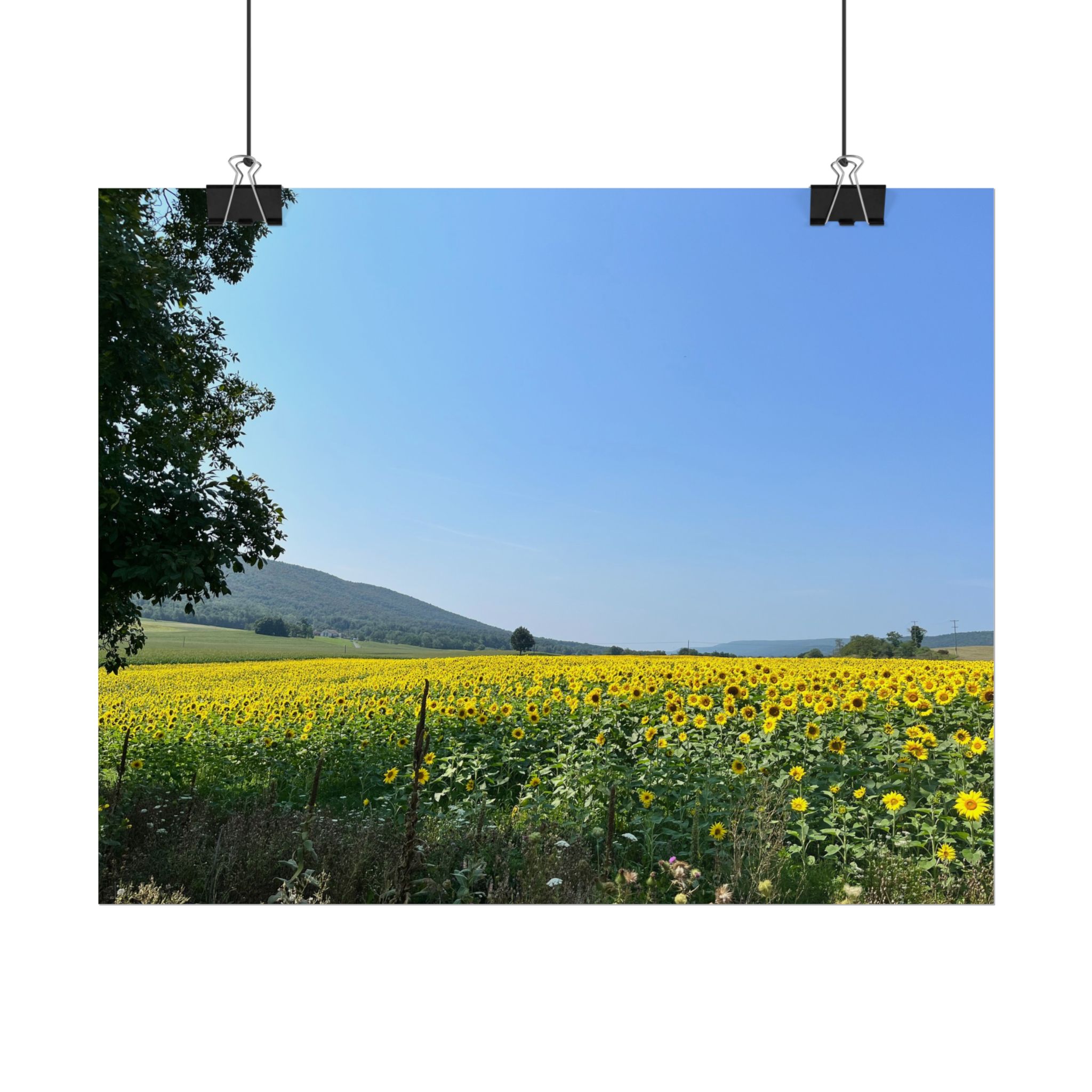 Poster "Yellow Flower Field"
