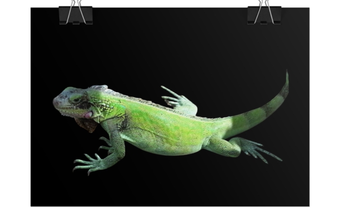 Poster "Iguana Go Too" 9957718023436537382_2048.jpeg