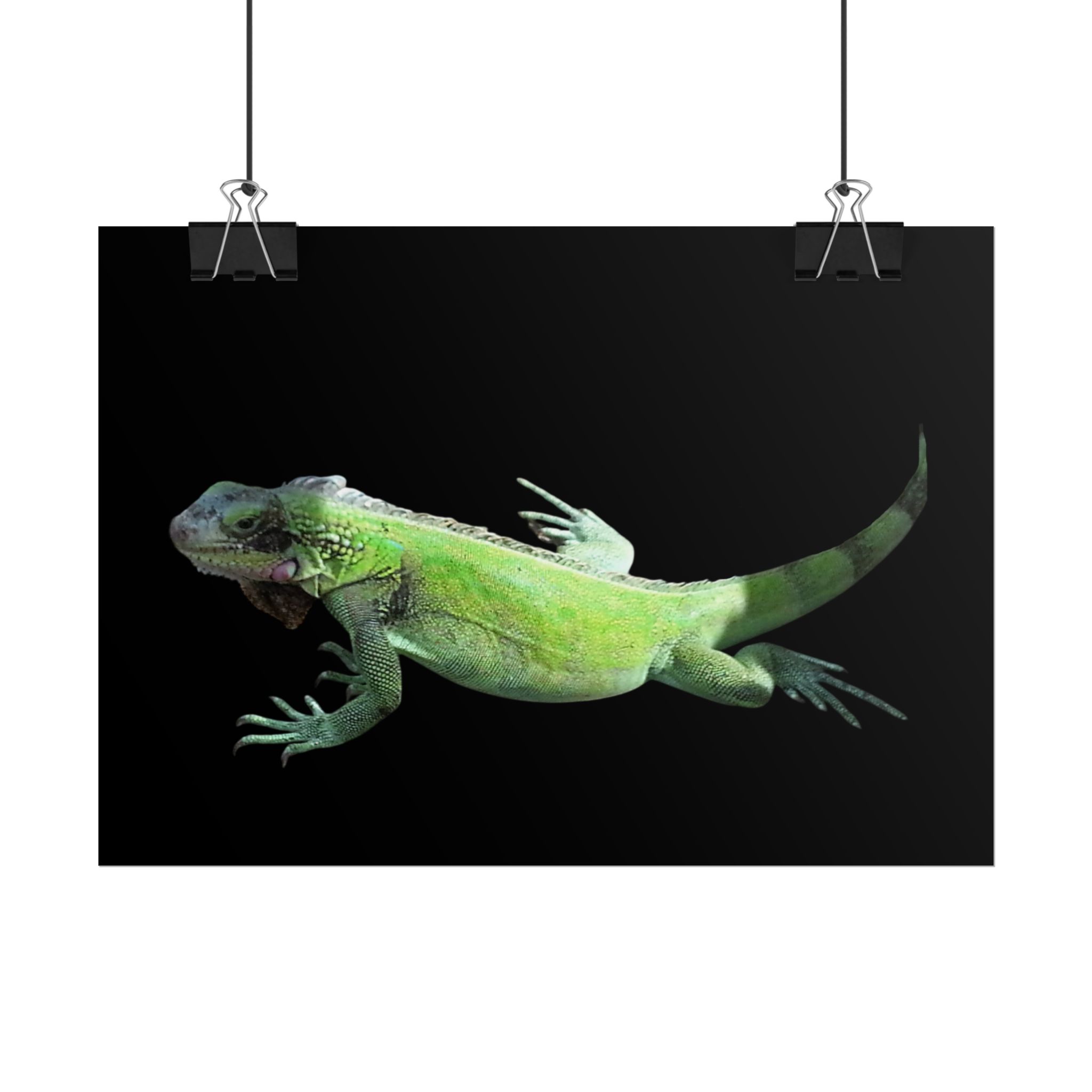Poster "Iguana Go Too"